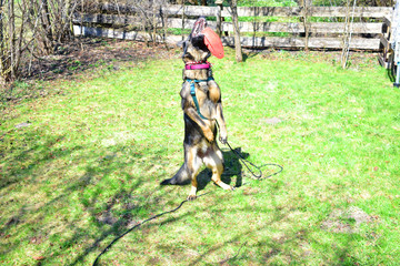 Dog catching dog toy