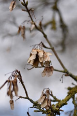 Ahornsamen am Baum