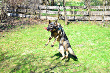 Jumping german dog