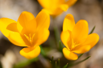 Obraz na płótnie Canvas yellow crocus flowers in the Spring 