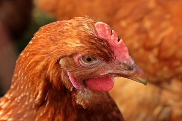 Legehuhn der Rasse Lohmann Brown in Freilandhaltung