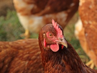 Legehuhn der Rasse Lohmann Brown in Freilandhaltung