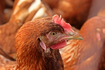 Legehuhn der Rasse Lohmann Brown in Freilandhaltung