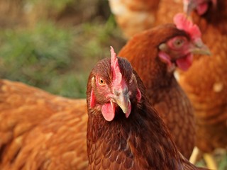 Legehuhn der Rasse Lohmann Brown in Freilandhaltung