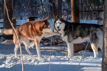 Husky Dogs playing in the winter forest. Siberian husky dog touches another dog inviting to play