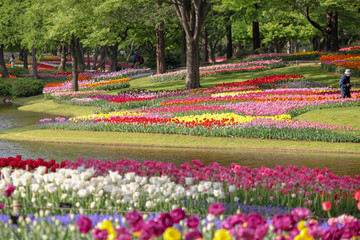 Tulips of various colors and shapes coloring the park in spring, looking like a painting.