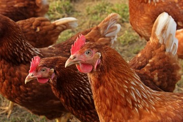 Hühner der Rasse Lohmann Brown in Freilandhaltung