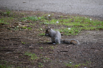 Grey Squirrel on the ground eating