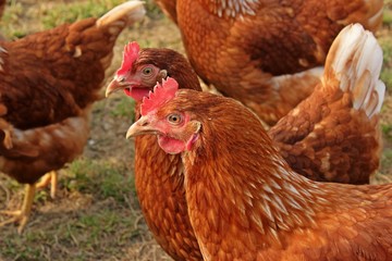 Hühner der Rasse Lohmann Brown in Freilandhaltung