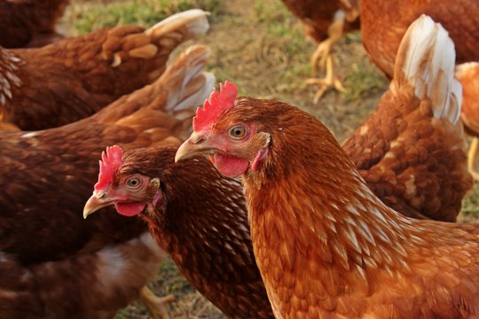 H&uuml;hner der Rasse Lohmann Brown in Freilandhaltung