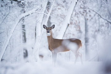 A white tail deer look at the camera in snow covered landscape