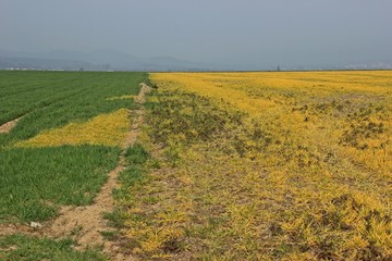 Mit Glyphosat gespritztes Feld im März