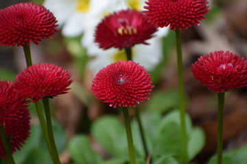 Beautiful red flower