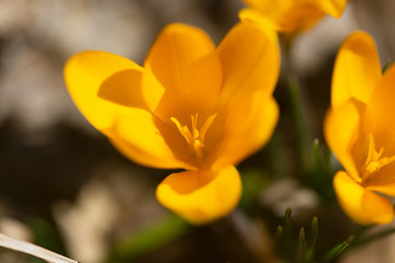 yellow crocus flowers in the Spring	