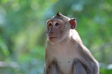 Macaca fascicularis. Portrait of a crab-eating macaque on a background of tropical greenery