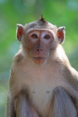 Macaca fascicularis. Portrait of a crab-eating macaque on a green background