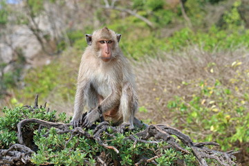 Macaca fascicularis. Macaques-a crab-eater among the coastal greenery