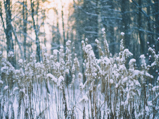 branches of tree in winter
