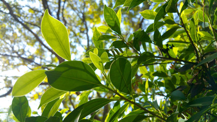 Obraz premium Leaves exposed to light.