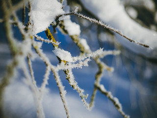 branch of a tree in winter