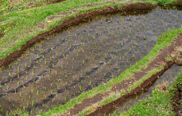 Closeup of growing rice in a wet field in Bali