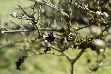 Blumen im Frühling in der Sonne