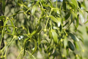 Obraz premium Blumen im Frühling in der Sonne