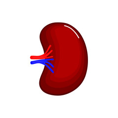 Human spleen anatomy icon. flat cartoon style. bright and cute. Isolated on white background. vector illustration.