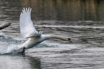 Angry aggressive mute swan  (Cygnus olor) chasing greylag geese (anser anser)