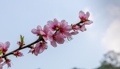 Fototapeta na wymiar The Beauty of Cherry blossoms in spring season