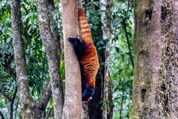Trying to escape a red panda. A beautiful creature in earth