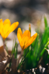 yellow crocus flowers in the Spring	