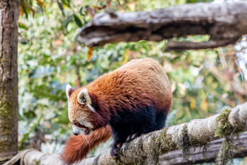 Trying to escape a red panda. A beautiful creature in earth