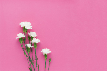 White carnations on a bright pink background