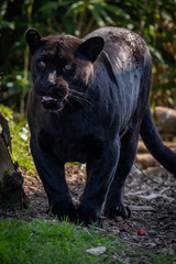 Black Jaguar