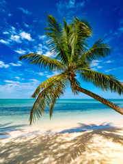 Palm on tree on tropical beach with turquoise sea and white sand
