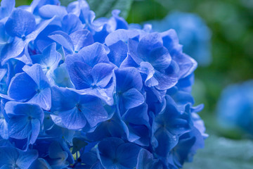雨の中咲く紫陽花