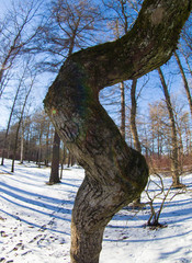 tree in winter