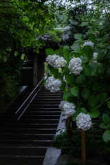雨の中咲く紫陽花