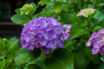 雨の中咲く紫陽花