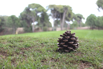 Pine cone on grass.