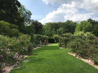 Fototapeta premium Allée en gazon entre les parcelles e plantes médicinales au jardin botanique du domaine provincial de Vrijbroekpark à Malines