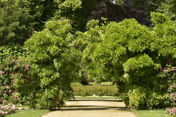 Feuillage de plusieurs arbres formant une arche verte enjambant l'all&eacute;e transversale de la roseraie du domaine provincial de Vrijbroekpark &agrave; Malines