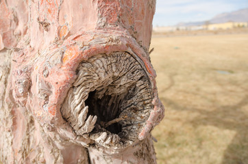 Knot Hole on Colorful Tree Bark