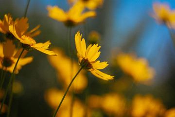 Yellow summer flowers on the meadow with shallow depth of field.