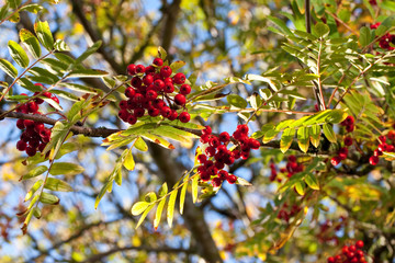 red mountain ash