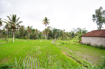 Wet rice fields and palm trees in Bali