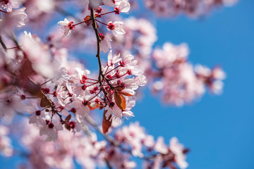 cherry flowers in bloom 