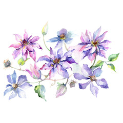 Blue purple clematis bouquet floral botanical flowers. Watercolor background set. Isolated bouquet illustration element.