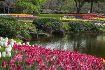 Tulips of various colors and shapes coloring the park in spring, looking like a painting.